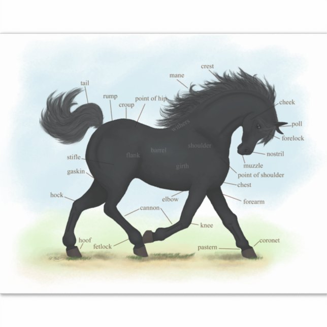 Adesivo Gráfico de Anatomia dos Equinos Cavalos Negros Tro (Frente)