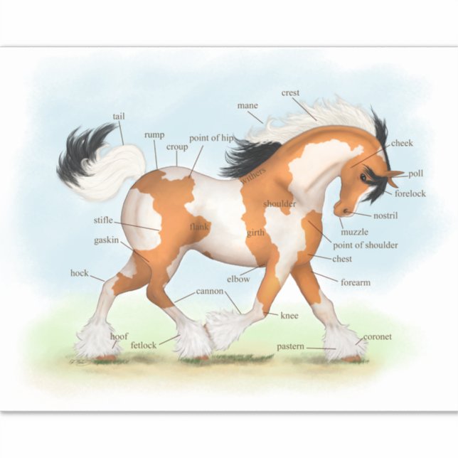 Adesivo Gráfico de Anatomia Educativa dos Equinos Pinto-Gy (Frente)