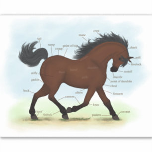 Adesivo Gráfico de Anatomia Equestre ou Pony