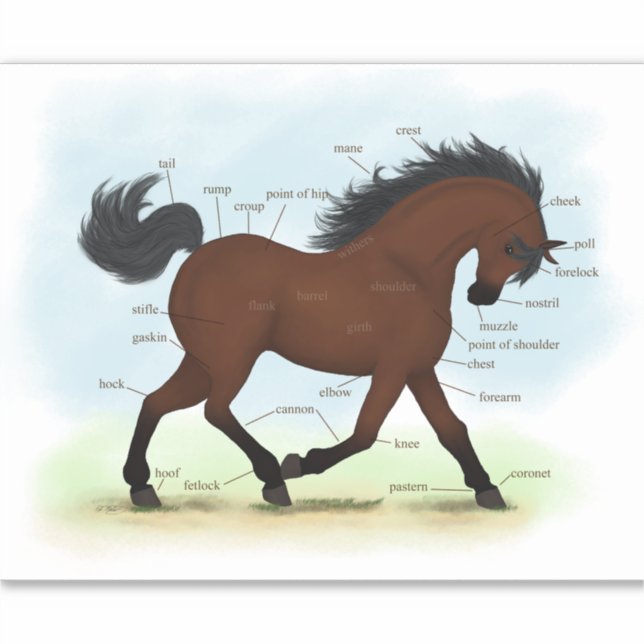Adesivo Gráfico de Anatomia Equestre ou Pony (Frente)