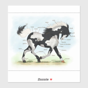 Adesivo Gráfico de Anatomia Equestre Piebald Overo Pinto H