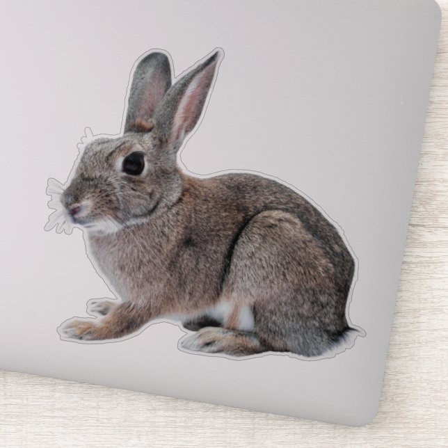 Adesivo Gray Cottontail Rabbit Pet Bunny  (Detalhe)