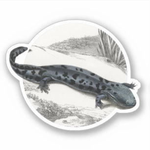 Adesivo Hellbender Salamander