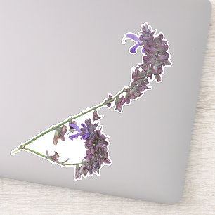Adesivo Herb Clary Sage vinil Sticker