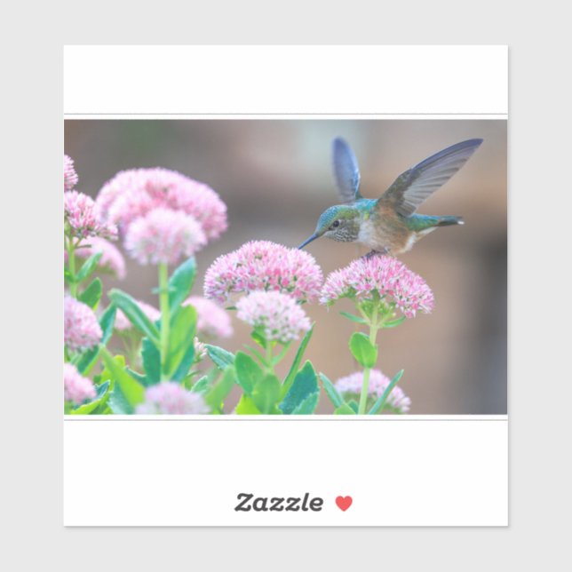 Adesivo Hummingbird E Néctar (Folha)