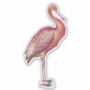 Adesivo Ilustração de ave-vintage do Roseate Spoonbill