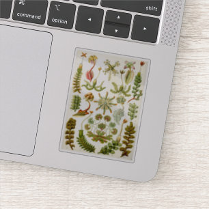 Adesivo Ilustração de Verworts-vivos de Ernst Haeckel