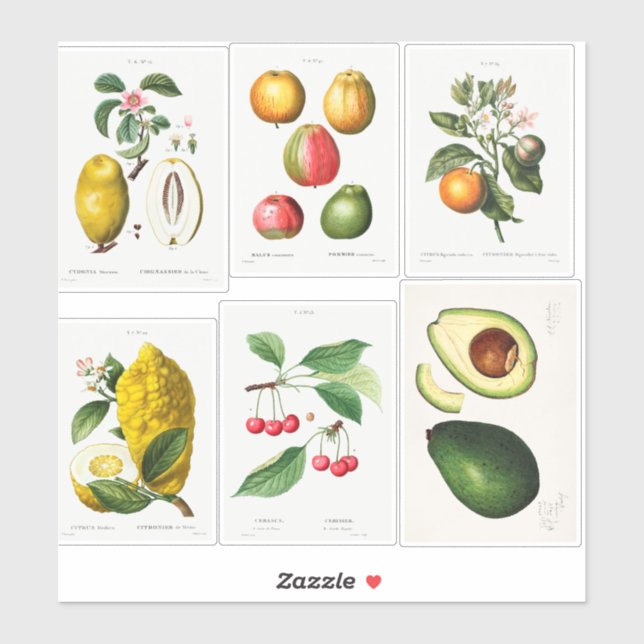 Adesivo Ilustrações Botânicas (Folha)