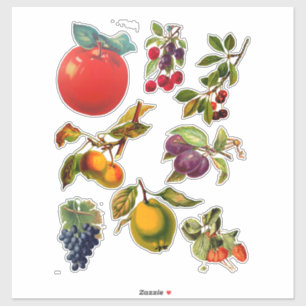 Adesivo Ilustrações botânicas De Arte De Frutas Vintage