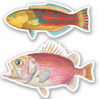 Adesivo Impressão Artista Ilustração de Peixes Tropicais V