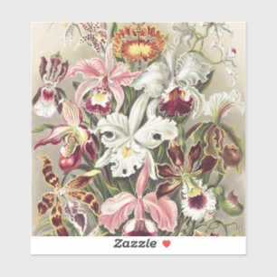 Adesivo Impressão Botânica Vintage de Orquídea de Ernst Ha