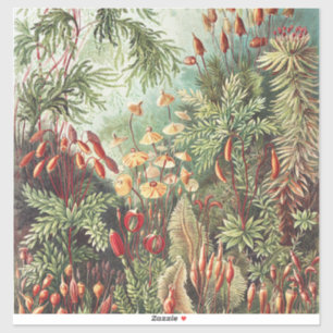 Adesivo Impressão da Natureza de Musgo de Ernst Haeckel Da