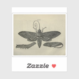 Adesivo Impressão da Vintage Moth Metamorphasis