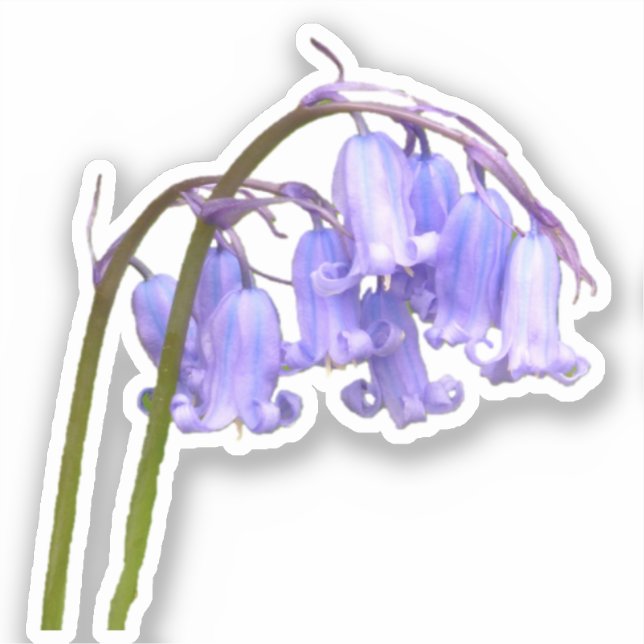 Adesivo Inglês Bluebell Flower Sticker (Frente)
