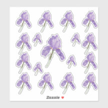 Íris com barba roxa em tamanhos combinados