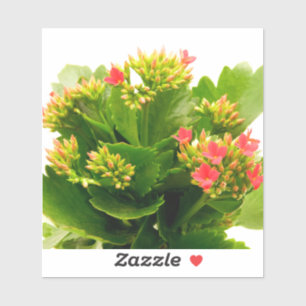 Adesivo Kalanchoe blossfeldiana
