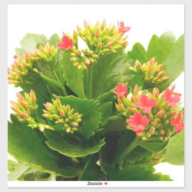 Adesivo Kalanchoe blossfeldiana (Folha)