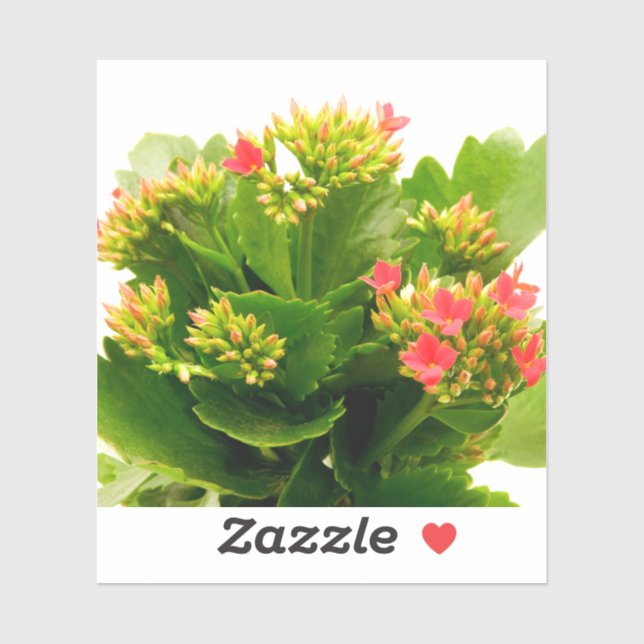 Adesivo Kalanchoe blossfeldiana (Folha)