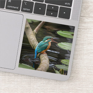 Adesivo Kingfisher Bird