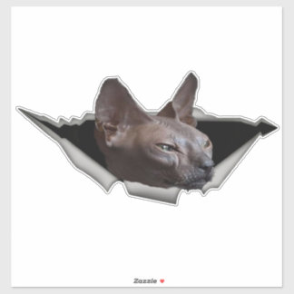Adesivo Kitten Canadian Sphynx Car Sticker Sphynx