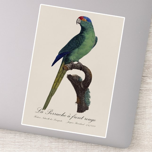 Adesivo La Perruche, uma coroa (Orange-Fronted Parakeet, Eupsittula Canicularis. Sticker)