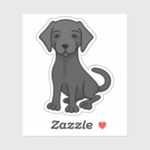 Labrador de laboratório negro