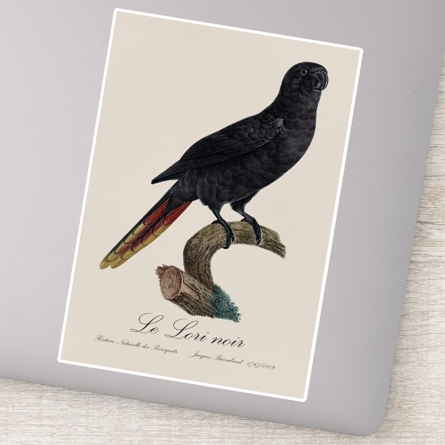 Adesivo Lório-preto ou Lório-de-bico-vermelho, Chalcopsitt (Black Lory or Red-Quilled Lory, Chalcopsitta atra. Sticker)