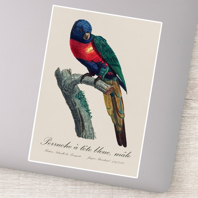 Adesivo Loriqueet Arco-íris Macho, Trichoglossus Moluccanu (Rainbow Lorikeet Male, Trichoglossus Moluccanus. Sticker)