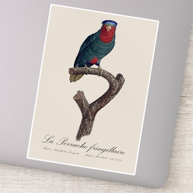 Adesivo Loriqueut de Coroa Azul, Vini Australis (Blue-Crowned Lorikeet, Vini Australis. Sticker)