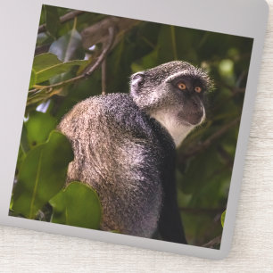 Adesivo Macaco azul, Zanzibar