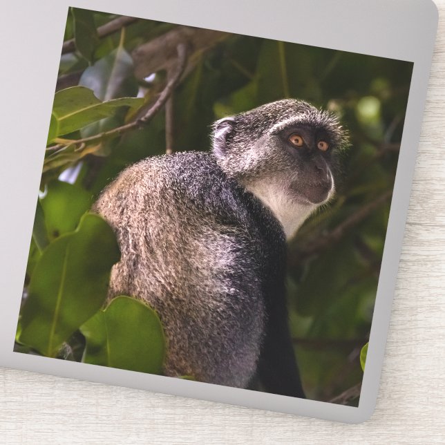 Adesivo Macaco azul, Zanzibar (Detalhe)