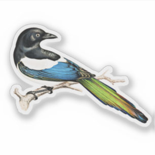 Adesivo Magpie Bird