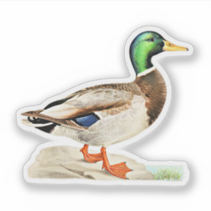 Adesivo Mallard Duck