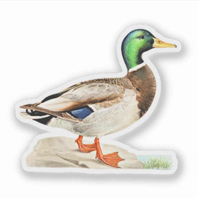 Adesivo Mallard Duck (Frente)