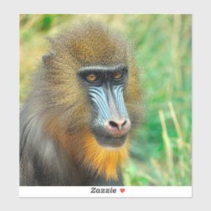 Adesivo Mandrill 002