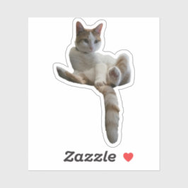 Adesivo Maybe You Should Cover That Up? Cat