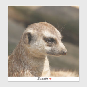 Adesivo Meerkat 048