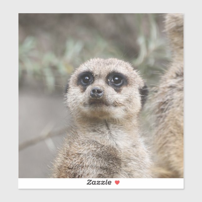 Adesivo Meerkat 082 (Folha)