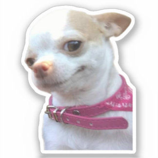 Adesivo Meme do Cachorro Chihuahua Bonito