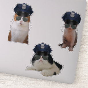 Adesivo Memes de Gatos Engraçados