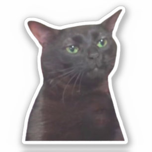 Adesivo Memória de Gato de Saída do Sticker