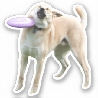 Adesivo Memory Sticker Frisbee Dog