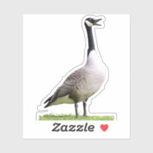 Merda de Ganso do Canadá