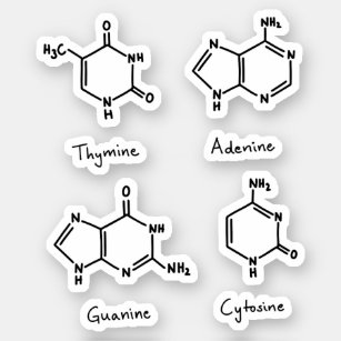 Adesivo Moléculas de Adenina, guanina, citosina, timina