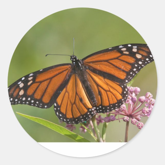 Adesivo Monarch Butterfly macho em Swamp Milkweed (Frente)