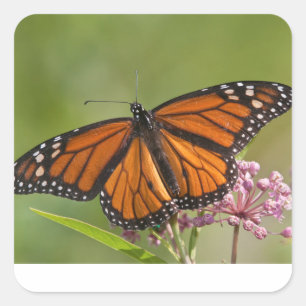Adesivo Monarch Butterfly macho em Swamp Milkweed