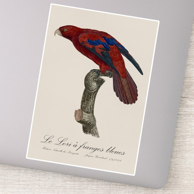 Adesivo O Lori-de-fronte-azul  (Long-Tailed Red Lory, Trichoglossus borneus. Sticker)