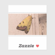 Ophiusa tirhaca, a mariposa-verde-macia