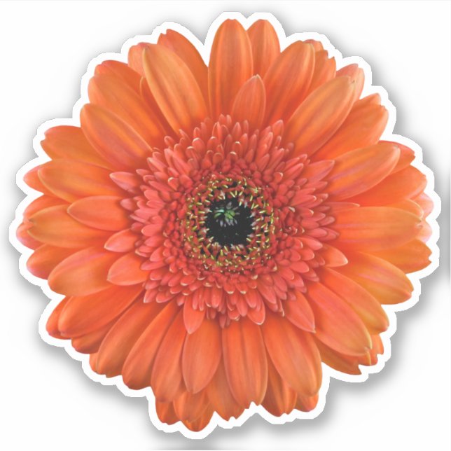 Adesivo Orange Gerbera Daisy Flower Kiss-Cut Sticker (Frente)