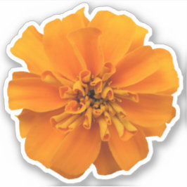 Adesivo Orange Marigold Flower CounTour